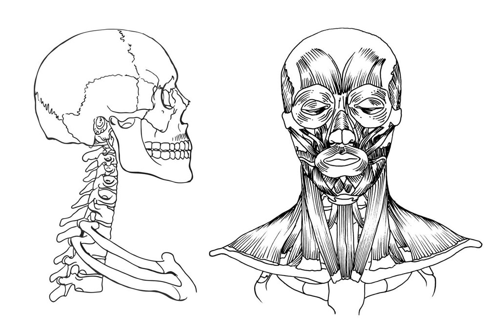 Medical Illustration